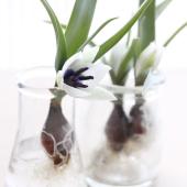 【生花】球根つきミニチューリップ　アルバコエルレアオクラータ【早締切-74】