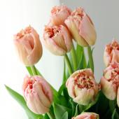 直前!!】チューリップ ピンクマジック(ピンク八重フリンジ)【生花