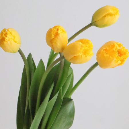 【08直前!】チューリップ　クリスタルスター　(一重フリンジ)【OT】