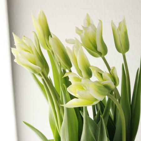 生花 チューリップ グリーンスター 白グリーンストライプ 通販 はなどんやアソシエ