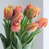 【生花】チューリップ　ディージェイパーロット（赤×黄）【OT】