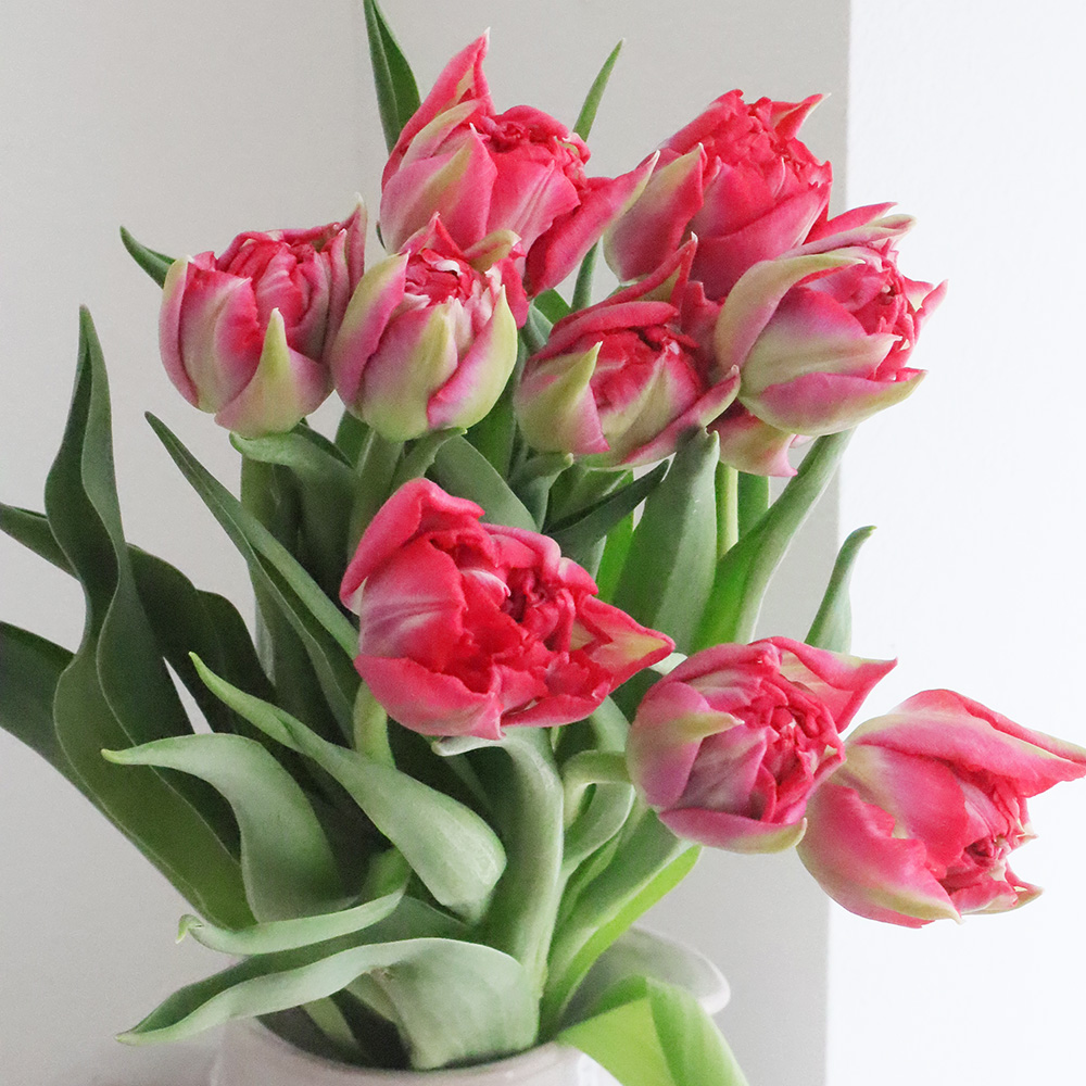 生花】チューリップ ファーストプライス(ピンク系八重) - 花材通販は