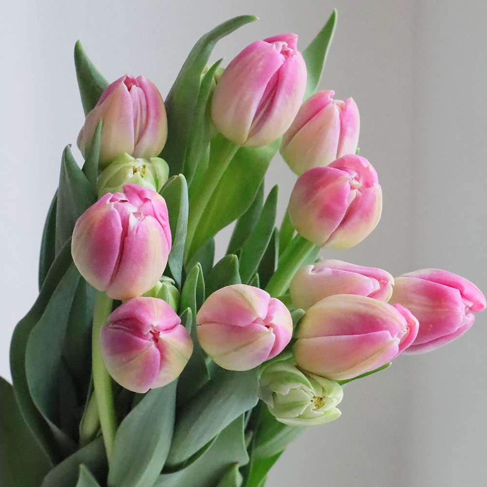 生花】チューリップ ピンクスカイ(八重ピンク) - 花材通販はなどんや