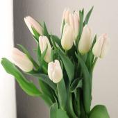 【チューリップ】 08直前】初入荷!チューリップ ホーランドシック(ユリ咲きピンク系