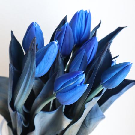 生花】チューリップ 染めロイヤルブルー一重咲き 高岡市農協 - 花材