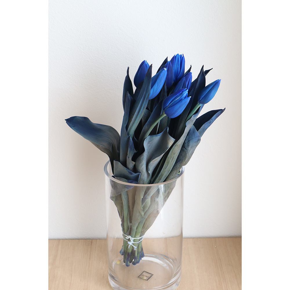 生花】チューリップ 染めロイヤルブルー一重咲き 高岡市農協 - 花材