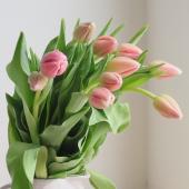 直前】チューリップ ピンクツイスト [一重ピンク]【OT】 - 花材