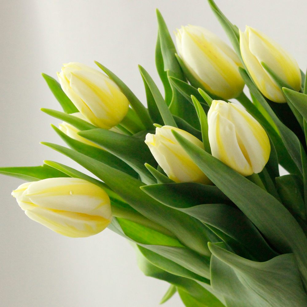生花】チューリップ ビンゴ(白黄ストライプ)【OT】 - 花材通販はなどん