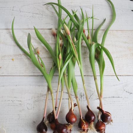 【生花】球根つきミニチューリップ　ヒルデ(白—ごく淡ピンク)※入荷少【早締切-74】