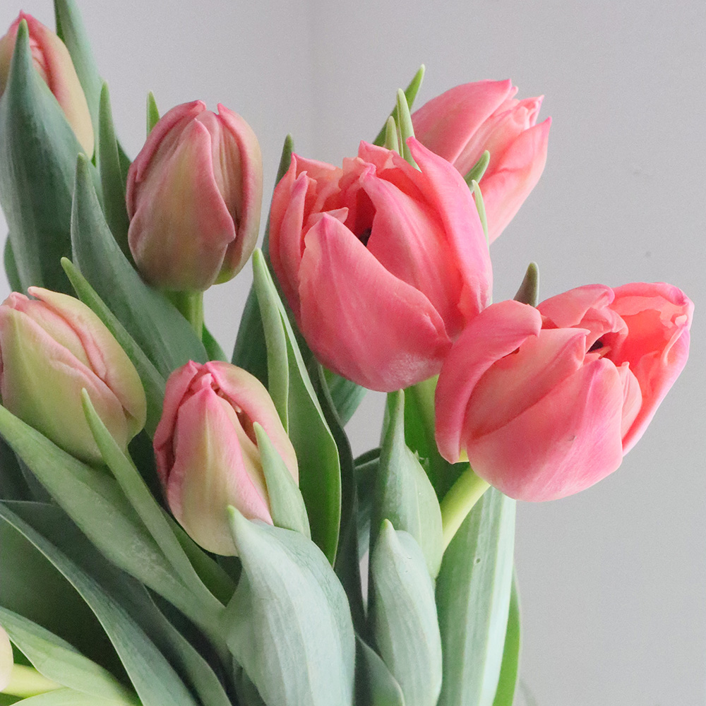 08直前!】チューリップ ラルゴサーモン(八重)【OT】【生花】 - 花材