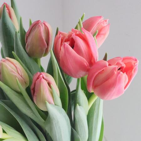 08直前!】チューリップ ラルゴサーモン(八重)【OT】【生花】 - 花材