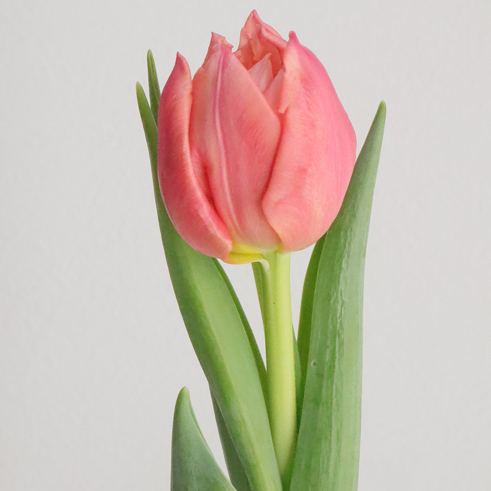 08直前!】チューリップ ラルゴサーモン(八重)【OT】【生花】 - 花材