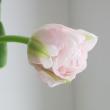 【直前】【生花】チューリップ　ドリーマー(八重淡ピンク):【OT】
