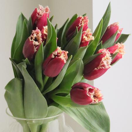 【08直前】チューリップ　サンパブロ(フリンジ紫×白)