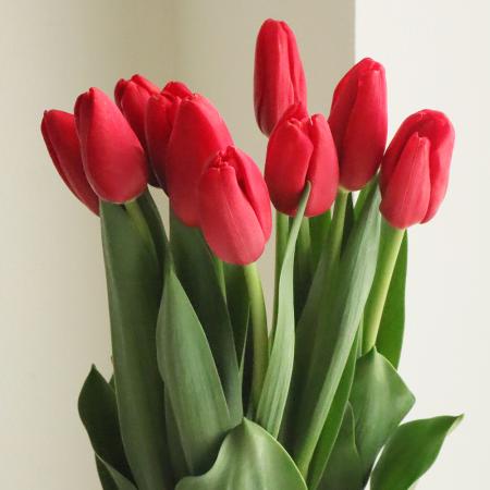 生花】チューリップ レッドラベル(赤一重):【OT】 - 花材通販はなどん