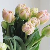 直前】【生花】チューリップ ピンクミスト(八重ニュアンスピンク)【OT