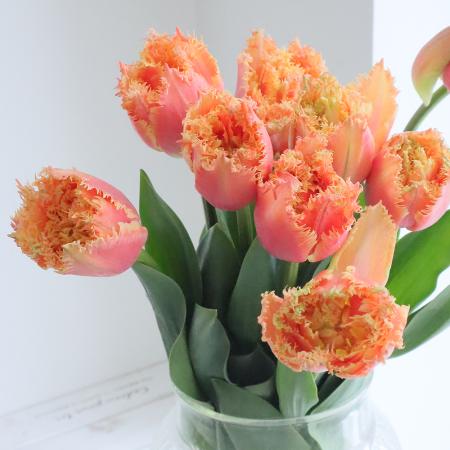 【08直前】チューリップ　ブリスベン(フリンジ八重オレンジアプリコット)【生花】