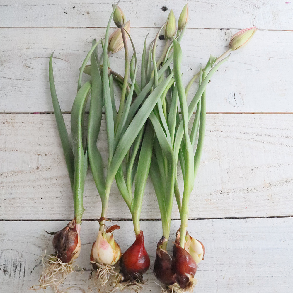 08直前!】球根つきチューリップ ダニケ(ピンク)高岡市農協【生花