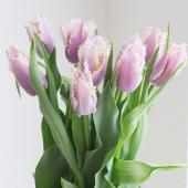 ★レア見本盤　美品★ チューリップ　TULIP ４枚　特典付き 41489-268-