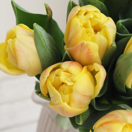 【08直前!】チューリップ　ラルゴアプリコット※黄色系です。(八重):【OT】