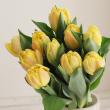 【08直前!】チューリップ　ラルゴアプリコット※黄色系です。(八重):【OT】