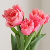 08直前】チューリップ ラルゴピンク(八重咲きピンク)【OT】 - 花材通販