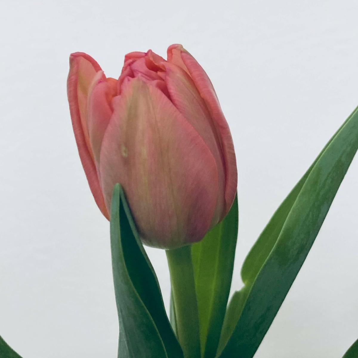 08直前】チューリップ ラルゴピンク(八重咲きピンク)【OT】 - 花材通販