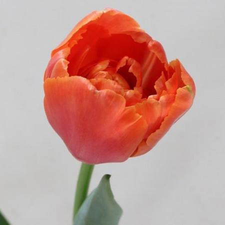 【生花】チューリップ　アイコン(八重オレンジ)
