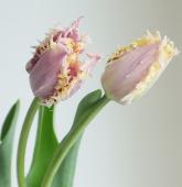 ※販売期間外※【08直前】レア品種!チューリップ クランチクミンズ(ピンクフリンジ)