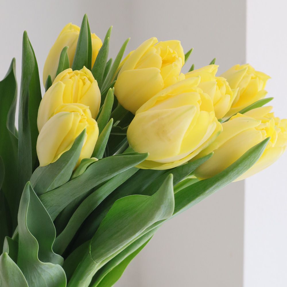 08直前】チューリップ イエローシンビオーズ(八重)【生花】 - 花材通販
