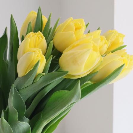【08直前】チューリップ   イエローシンビオーズ(八重)【生花】秀2L