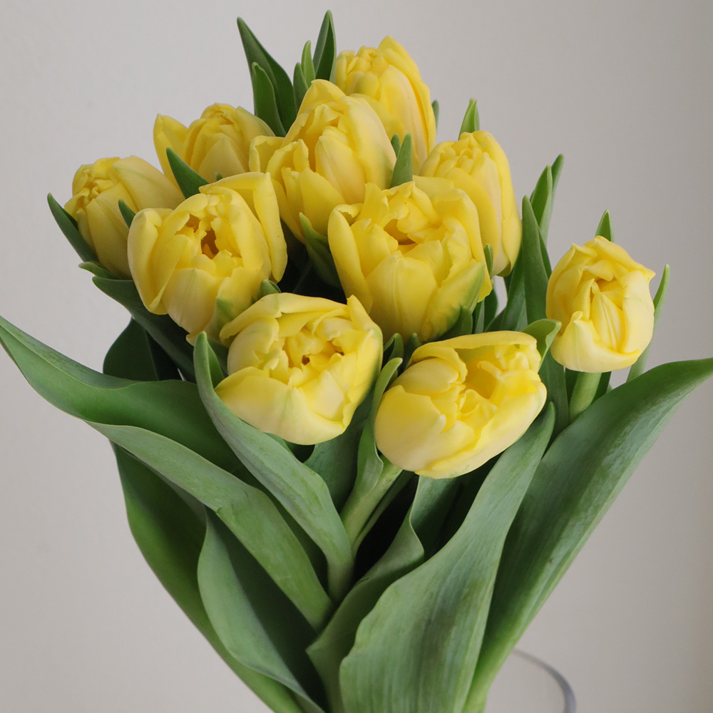 08直前】チューリップ イエローシンビオーズ(八重)【生花】 - 花材通販