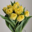 【08直前】チューリップ   イエローシンビオーズ(八重)【生花】秀2L
