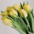 【08直前】チューリップ   イエローシンビオーズ(八重)【生花】秀2L