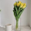 【08直前】チューリップ   イエローシンビオーズ(八重)【生花】秀2L