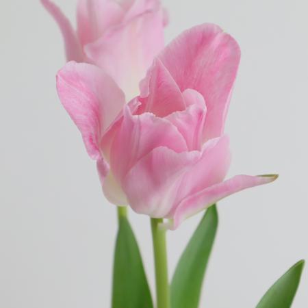 【生花】チューリップ　メンフィス(ピンク複色)一重咲き