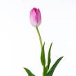 【生花】チューリップ　メンフィス(ピンク複色)一重咲き