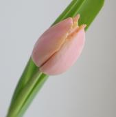 ※販売期間外※【08直前】チューリップ　ハートビート（ピンクフリンジ系）