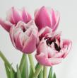 【08直前!】初入荷!チューリップ　オーシャンドライブ(ピンクパープル八重複色)