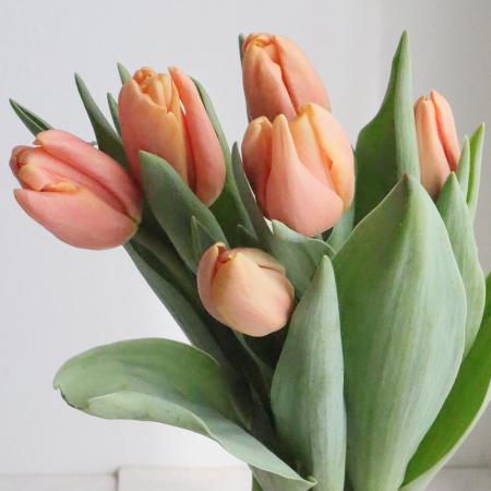 【08直前】チューリップ　サーモンジミー(オレンジ一重)