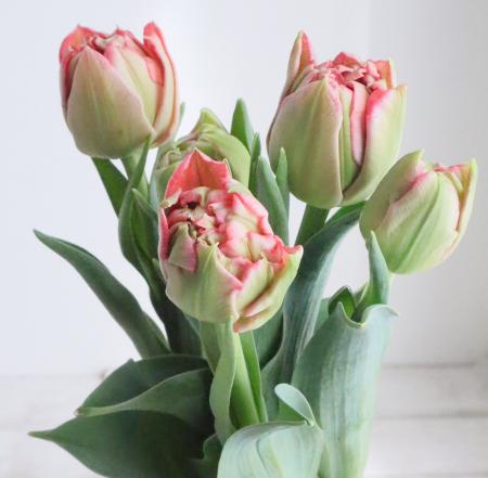 【08直前】チューリップ　クインティトラストフル(ピンク八重