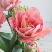 ※販売期間外※【08直前】チューリップ　クインティトラストフル（ピンク八重