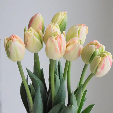 【生花】チューリップ　ベッドオブローゼス(八重アプリコット系)【OT】
