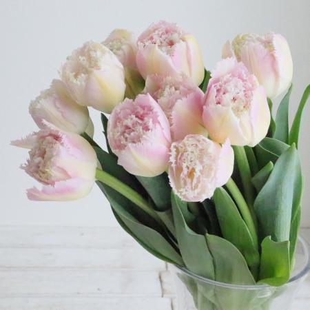 【08直前!!】チューリップ　パース(フリンジ八重ピンク)