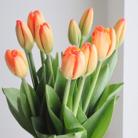 【直前!】チューリップ　トリブルA　(橙×黄色)