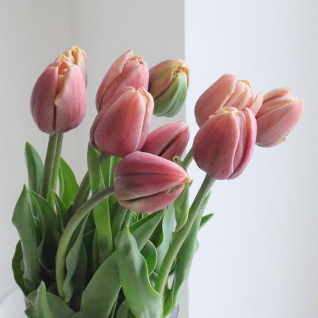 【08直前!】チューリップ　ラ・ベルエポック(八重・アンティーク系)新潟秀2L