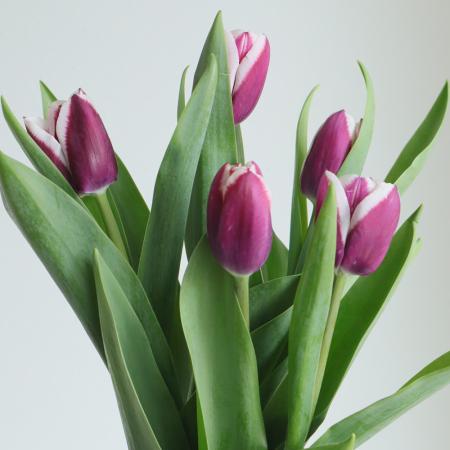 【生花】チューリップ　ティラミス(紫白複色)【OT】