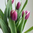 【生花】チューリップ　ティラミス(紫白複色)【OT】
