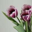 【生花】チューリップ　ティラミス(紫白複色)【OT】