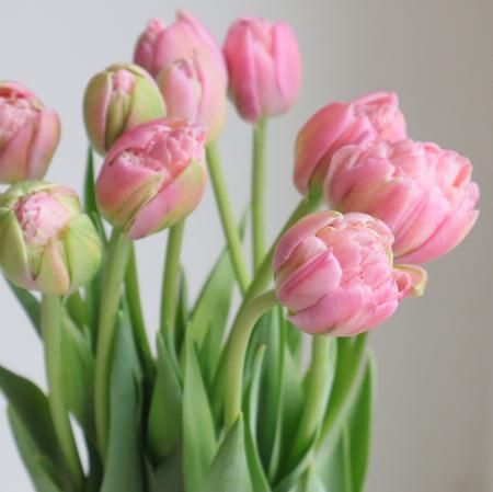 【08直前】チューリップ　ストロベリークリーム(ピンク八重変わり咲き)秀L